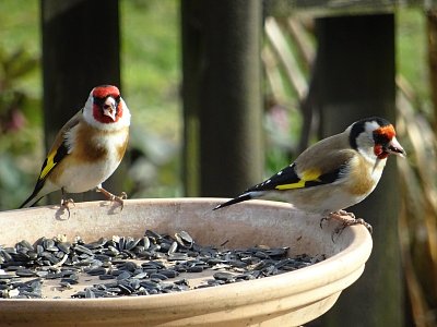 Rodinka u snídaně...