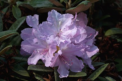 Rododendron
