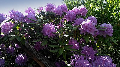 Rododendron u domu