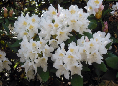 Rododendron