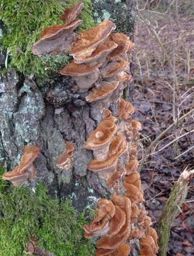 Rostu,rosteš,rosteme...