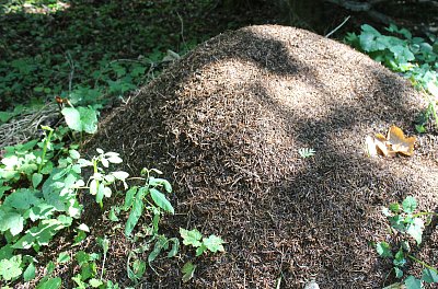 Jsou tu velká mraveniště