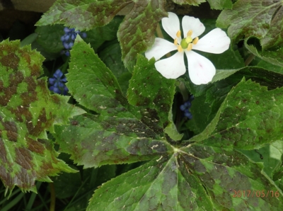 Rozkvetlá neznámá...