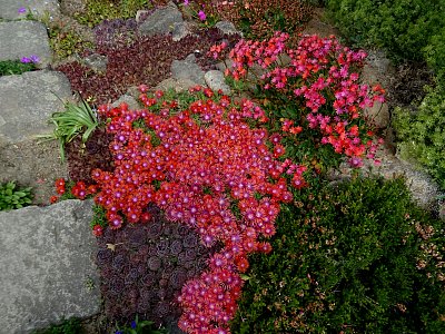 Rozkvetlý kosmatec..