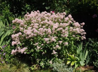 Rozkvetlý keř Spododěře