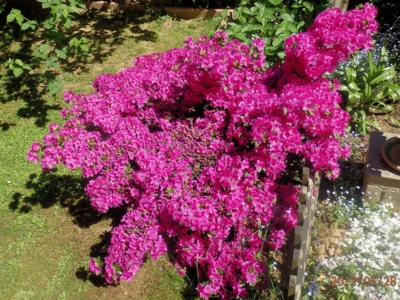 Rozkvetlý rododendron