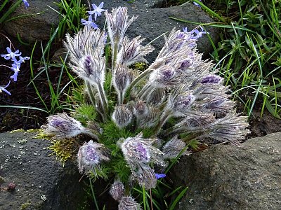 Rozvíjej se poupátko...