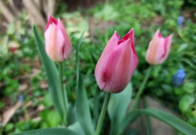 Tulipány růžové