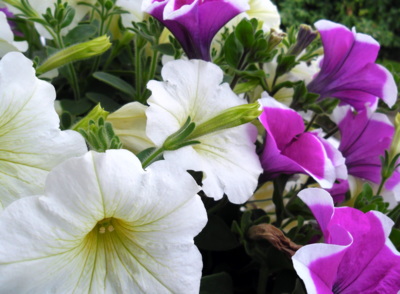 Surfinie lahodící oku