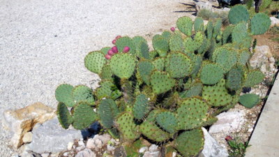 Zatím jsme jen poupata