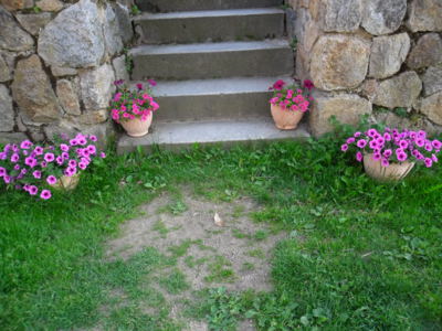 Po schodech, po růžové