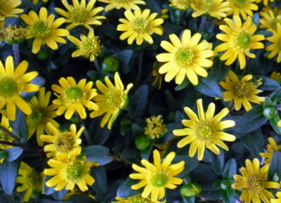 Malá něžná vitálka