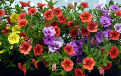 Ještě malý kousek léta