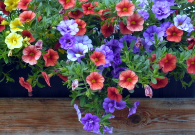 Barevné potěšení