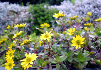 A ještě jednou vitálky