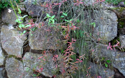 Nejen na kameni kámen