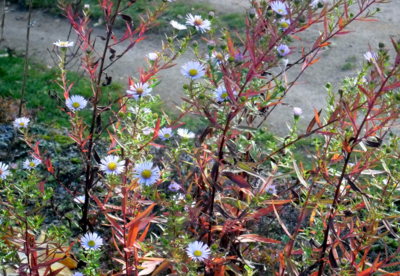 Již podzimní barvení?