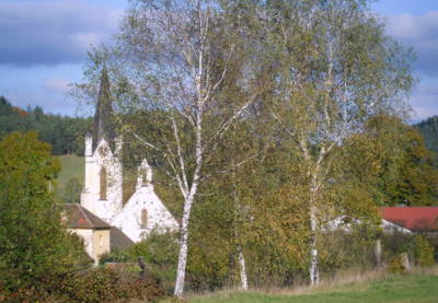 Tři bílé břízy...