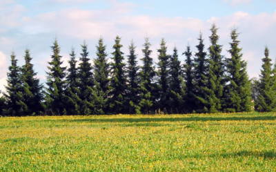 Také trochu jehličnanů...