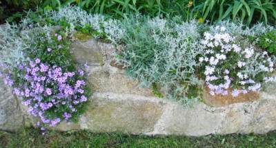 Začínáme rozkvétat