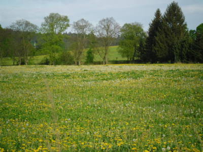 Přeměna žlutých hlaviček na bílé padáčky