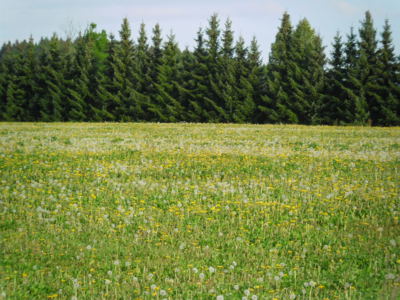 Vábení loňského jara