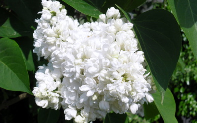 Přichází  čas šeříku