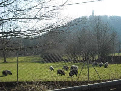 Pastva v zámeckém parku pod Zelenou Horou