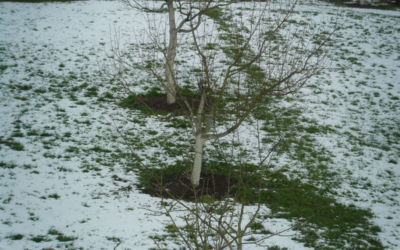 Pocukrovaná zelená