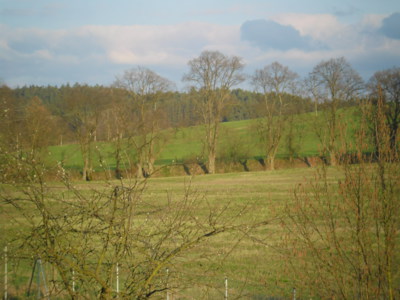 Než rozkvetou lípy