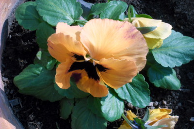 Přichází jejich čas