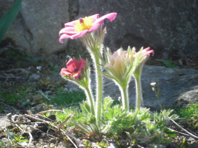 Čemeřice rozkvete jako jedna z prvních