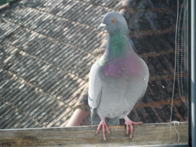 Hledám dům holubí...