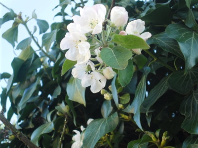 Symbióza jabloně a břečťanu