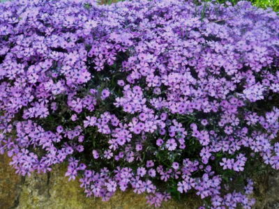 Růžová záplava kvítků