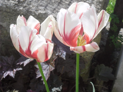 Než rozkvetou tulipány