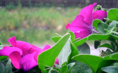 Letní ráno za oknem