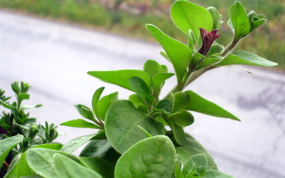 Jmenuji se surfinie, právě začínám kvést