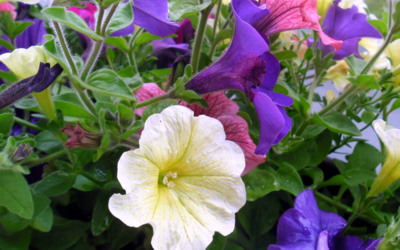 Tak trochu zmoklé surfinie