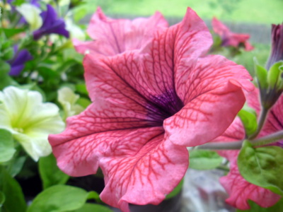 Podívej, je tu léto