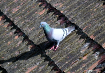 Za chvíli letím...*