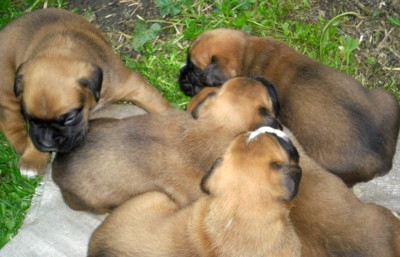 Já chci taky na koberec