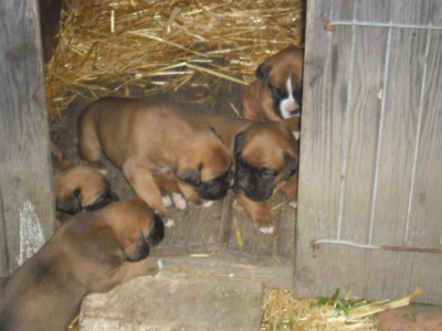 Nerušit, máme štěněčí potlach...