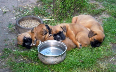 Spánek, jídlo, pití, dobré živobytí