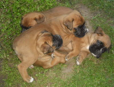 Slez, nebo nás umačkáš