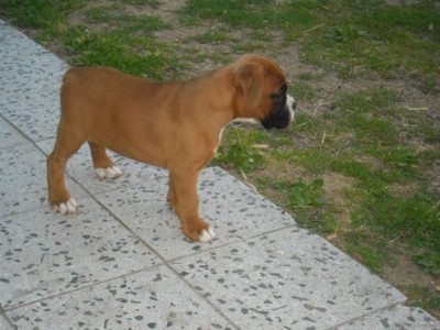 Tady jsem ještě štěně