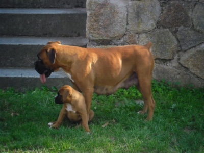 Jablko nepadá daleko od stromu...