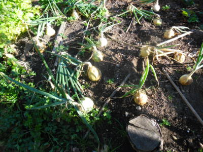 Cibulička sladká...