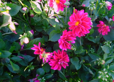 Na návštěvě u jiřinek