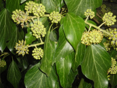 Když rozkvete břečťan